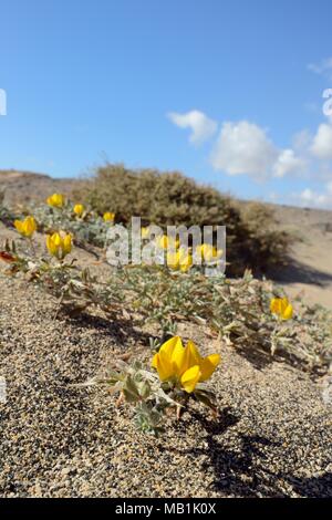 Lanzarote Trifoglio del piede dell'uccello / Hierbamuda (Lotus lancerottensis) fioritura sulle dune di sabbia sul promontorio costiero, Bahia de La Pared, Fuerteventura. Foto Stock