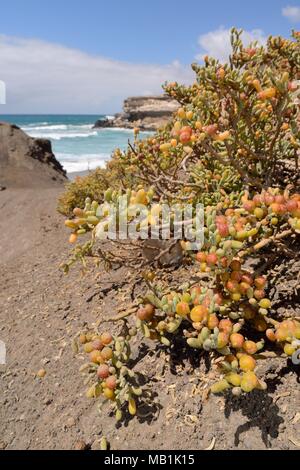 Uva di mare / Uvas de mar (Zygophyllum / Tetraena fontanesii) cespugli che crescono in gulley in roccia vulcanica scogliere che conducono in basso verso una spiaggia, Fuerteventura. Foto Stock