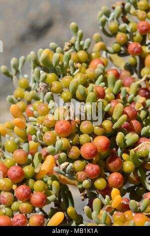Uva di mare / Uvas de mar (Zygophyllum / Tetraena fontanesii) Frutti e foglie, La Pared, Fuerteventura, maggio. Foto Stock