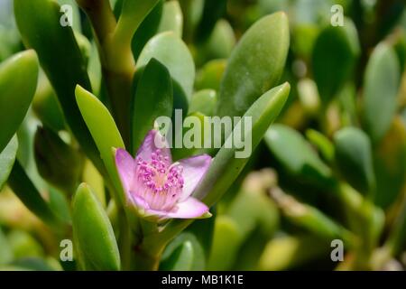 Sea Purslane / litorale purslane (portulacastrum Sesuvium) fioritura sulla riva sabbiosa di una laguna costiera, Sotavento, Fuerteventura, Isole Canarie Foto Stock