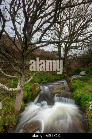 Un bellissimo ruscello o fiume tumbling attraverso la collina e sono in esecuzione in discesa in a. Cascata o cascata presso il cot valley porthnanven cove, Cornwall Foto Stock