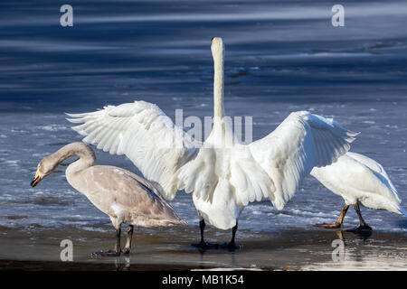 Per adulti e giovani whooper cigni sul ghiaccio in una parzialmente lago ghiacciato nella parte occidentale della Norvegia Foto Stock