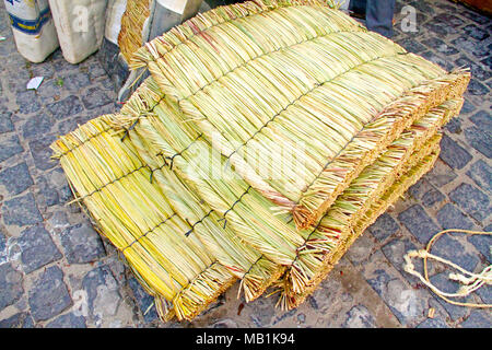 Typha domingensis, libero mercato, Belem, Paraiba, Brasile Foto Stock