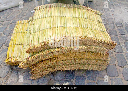 Thypha domingensis , libero mercato, Belém, Paraiba, Brasile Foto Stock