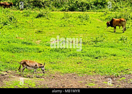 Ox, asino, Guarabira, Paraiba, Brasile Foto Stock