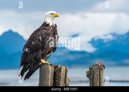 Aquila calva con la preda, appollaiati mentre si affacciano sulle montagne e l'oceano in Alaska. Foto Stock