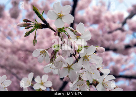 Fiori Ciliegio raggiungono il loro picco, Tidal Basin, Washington DC. Foto Stock