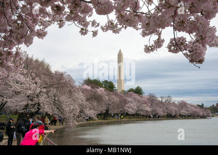 I visitatori potranno gustarsi la lunga tettoia di fiori ciliegio presso il bacino di marea in Washington, DC. Foto Stock