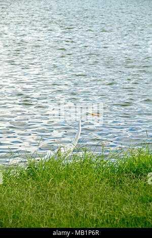 Lagoa do Parque Solon de Lucena, João Pessoa, Paraiba, Brasile Foto Stock