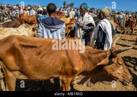 Aksum, Etiopia - 13 Gennaio 2018: persone non identificate vendere e acquistare degli animali al mercato di animali in Aksum, Etiopia. Foto Stock