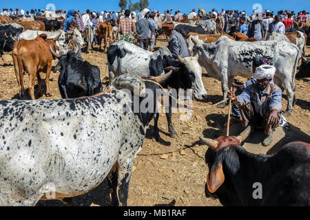 Aksum, Etiopia - 13 Gennaio 2018: persone non identificate vendere e acquistare degli animali al mercato di animali in Aksum, Etiopia. Foto Stock