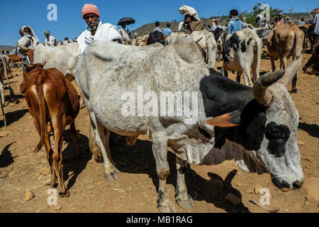 Aksum, Etiopia - 13 Gennaio 2018: persone non identificate vendere e acquistare degli animali al mercato di animali in Aksum, Etiopia. Foto Stock