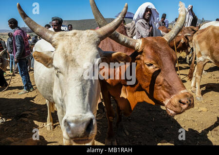 Aksum, Etiopia - 13 Gennaio 2018: persone non identificate vendere e acquistare degli animali al mercato di animali in Aksum, Etiopia. Foto Stock