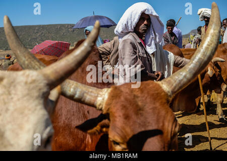 Aksum, Etiopia - 13 Gennaio 2018: persone non identificate vendere e acquistare degli animali al mercato di animali in Aksum, Etiopia. Foto Stock