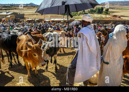 Aksum, Etiopia - 13 Gennaio 2018: persone non identificate vendere e acquistare degli animali al mercato di animali in Aksum, Etiopia. Foto Stock