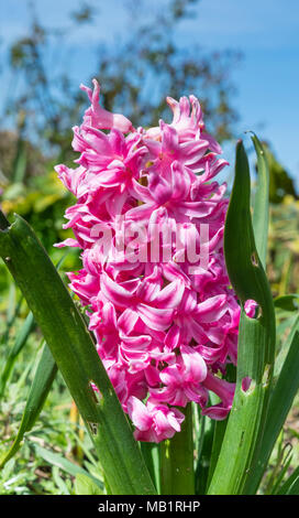 Rosa Hyacinthus orientalis (Giacinto, Giacinto comune, giardino Giacinto, Giacinto olandese) che fiorisce in primavera nel Regno Unito. Primo piano verticale. Foto Stock