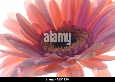 Back lit close up pink gerbera Foto Stock