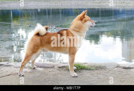 Il cane di Shiba Inu sorge nel rack esterno Foto Stock