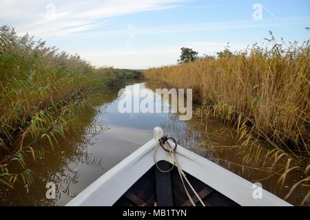 Navigazione in barca la stretta del fiume Suitsu, fiancheggiata da letti ad alta densità di lamelle di Comune (Phragmites communis), Matsalu National Park, Kloostri, Estonia, Settemb Foto Stock