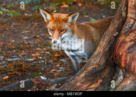 Ritratto di urbano europeo di Red Fox, Vulpes vulpes crucigera, fotografato in Sutton, Greater London, Regno Unito Foto Stock