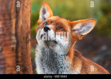 Ritratto di urbano europeo di Red Fox, Vulpes vulpes crucigera, fotografato in Sutton, Greater London, Regno Unito Foto Stock