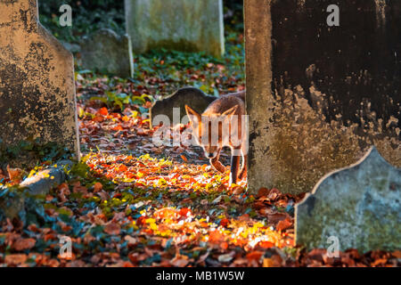 Urban European red fox, Vulpes vulpes crucigera, fotografato in Sutton, Greater London, Regno Unito Foto Stock