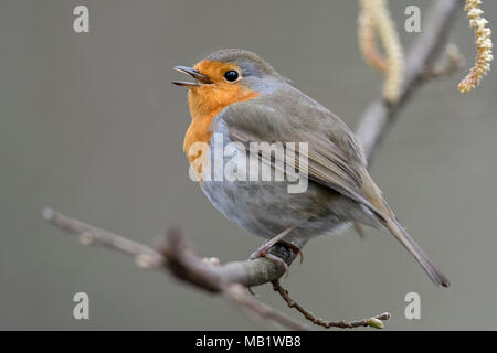 Pettirosso / Rotkehlchen ( Erithacus rubecula ) appollaiato su un ramo di alder cantare la sua canzone, corteggiare in primavera, wildife, l'Europa. Foto Stock