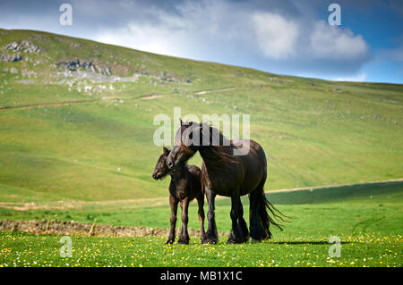 Cadde pony mare e foasl Foto Stock