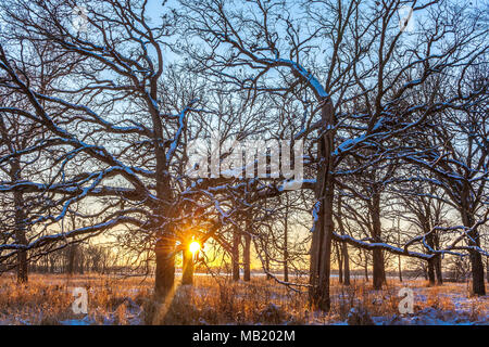 Un tramonto in inverno con una raggiera dietro un boschetto di coperta di neve alberi di quercia. Foto Stock