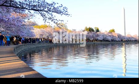 Washington, DC, Stati Uniti d'America. 5 apr, 2018. Fiori di Ciliegio sono visibili lungo il bacino di marea a Washington DC, gli Stati Uniti il 5 aprile 2018. Credito: Yang Chenglin/Xinhua/Alamy Live News Foto Stock