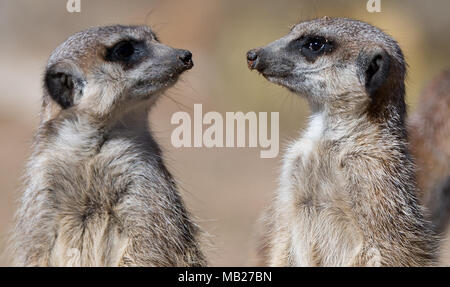 Dresden, Germania. 06 aprile 2018, Germania, Dresda: Meerkats stand nel loro recinto a Dresda Zoo. Foto: Monika Skolimowska/dpa-Zentralbild dpa/credito: dpa picture alliance/Alamy Live News Foto Stock