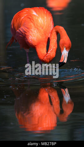 Dresden, Germania. 06 aprile 2018, Germania, Dresda: un rosso flamingo sorge all'interno sul suo laghetto nel proprio recinto a Dresda Zoo. Foto: Monika Skolimowska/dpa-Zentralbild dpa/credito: dpa picture alliance/Alamy Live News Foto Stock