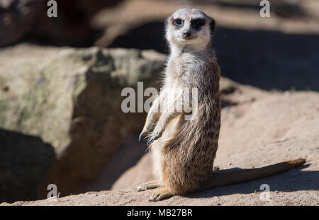 Dresden, Germania. 06 aprile 2018, Germania, Dresda: Meerkats stand nel loro recinto a Dresda Zoo. Foto: Monika Skolimowska/dpa-Zentralbild dpa/credito: dpa picture alliance/Alamy Live News Foto Stock