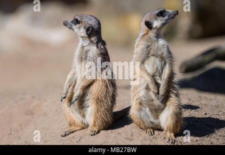 Dresden, Germania. 06 aprile 2018, Germania, Dresda: Meerkats stand nel loro recinto a Dresda Zoo. Foto: Monika Skolimowska/dpa-Zentralbild dpa/credito: dpa picture alliance/Alamy Live News Foto Stock