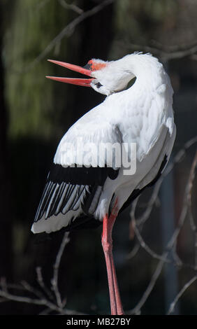 Dresden, Germania. 06 aprile 2018, Germania, Dresda: una cicogna sorge nel suo involucro in corrispondenza del giardino zoologico di Dresda. Foto: Monika Skolimowska/dpa-Zentralbild dpa/credito: dpa picture alliance/Alamy Live News Foto Stock