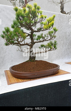 Londra, Regno Unito. 6 apr, 2018. Un Pinus parviflora, pino bianco albero di bonsai sul display della RHS Orchid Show & Pianta Fiera, Royal Horticultural Halls, Londra, Regno Unito. L'evento presenta pianta a molla visualizza come pure un abbondanza di orchids esotici e piante provenienti da tutto il mondo. Vi è inoltre la possibilità di avere show per vedere in anteprima esclusiva di RHS Chelsea Flower Show che si apre il 22 maggio. Credito: Michael Preston/Alamy Live News Foto Stock