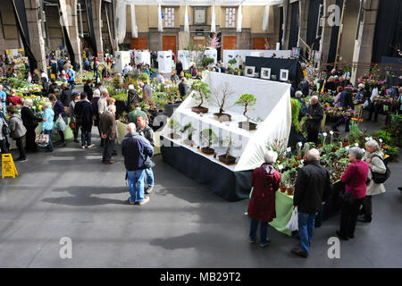 Londra, Regno Unito. 6 apr, 2018. Il 2018 RHS Orchid Show & Pianta Fair si è aperto oggi a Royal Horticultural Halls, Londra, Regno Unito. L'evento presenta pianta a molla visualizza come pure un abbondanza di orchids esotici e piante provenienti da tutto il mondo. Vi è inoltre la possibilità di avere show per vedere in anteprima esclusiva di RHS Chelsea Flower Show che si apre il 22 maggio. Credito: Michael Preston/Alamy Live News Foto Stock