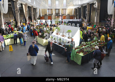 Londra, Regno Unito. 6 apr, 2018. Il 2018 RHS Orchid Show & Pianta Fair si è aperto oggi a Royal Horticultural Halls, Londra, Regno Unito. L'evento presenta pianta a molla visualizza come pure un abbondanza di orchids esotici e piante provenienti da tutto il mondo. Vi è inoltre la possibilità di avere show per vedere in anteprima esclusiva di RHS Chelsea Flower Show che si apre il 22 maggio. Credito: Michael Preston/Alamy Live News Foto Stock