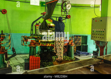 Kandy, Sri Lanka - Aprile 12th, 2017: Sconosciuto lavoratrice al tè Kadugannawa opera in fabbrica materie tè macchina umidificazione durante la tea factory tour. Foto Stock