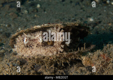 Il Cocco octopus (Amphioctopus marginatus) nel guscio. La foto è stata scattata nella banda mare, Ambon, Papua occidentale, in Indonesia Foto Stock