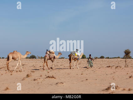 Una donna somala che trasportano acqua in contenitori di giallo attraverso il deserto sui cammelli dorsi, regione Awdal, Zeila, il Somaliland Foto Stock