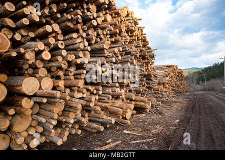 Pile di polpa di grado linea di registri il Mill road, sul cantiere, a Fodge prodotti di pasta, in Bonners Ferry, Idaho. Fodge prodotti di pasta di legno è una pasta legno proce Foto Stock