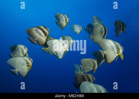 Scuola di Longfin (batfish Platax teira) nuota nelle acque blu Foto Stock