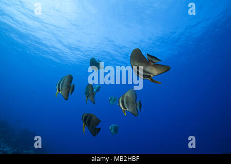 Scuola di Longfin (batfish Platax teira) nuota nelle acque blu sotto la superficie Foto Stock