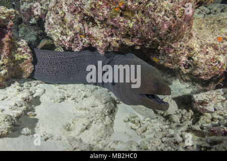 Murena Gigante (Gymnothorax javanicus) sotto la scogliera di corallo Foto Stock