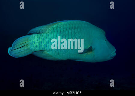 Humphead Wrasse o Napoleonfish (Cheilinus undulatus) nuotare in th acqua blu Foto Stock