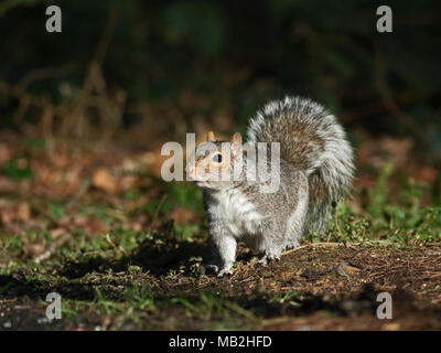 Scoiattolo grigio Sciurus carolinensis nel bosco invernale di Norfolk Foto Stock