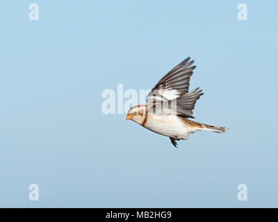 Snow Bunting Plectrophenax nivalis Salthouse North Norfolk inverno Foto Stock