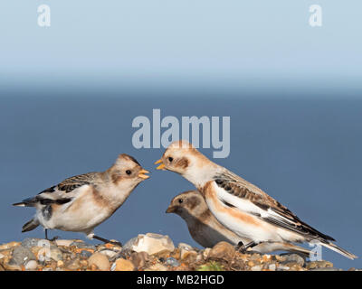 Snow Buntings Plectrophenax nivalis litigando su alimenti Salthouse North Norfolk inverno Foto Stock