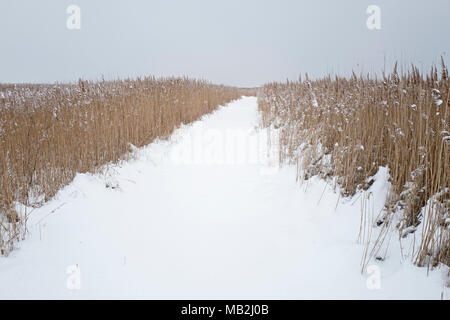 Cley NWT riserva coperta di neve, Cley North Norfolk Febbraio Foto Stock